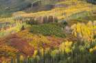 USA-Colorado-Uncompahgre National Forest Autumn-colored forest Art Print